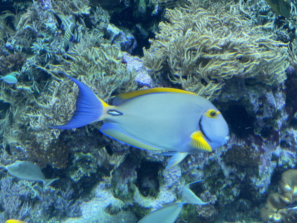 Fishes and coral at the Reef Aquarium at the Aquarium of the Antwerp Zoo