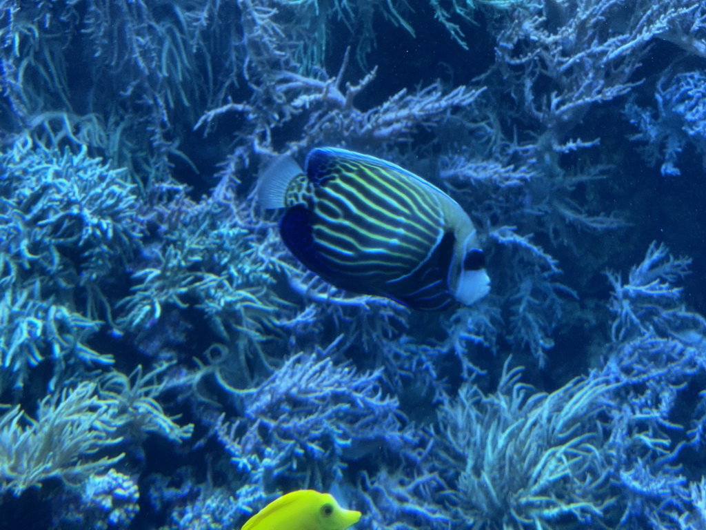 Fishes and coral at the Reef Aquarium at the Aquarium of the Antwerp Zoo