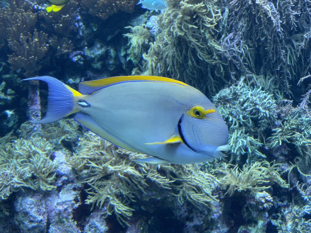 Fishes and coral at the Reef Aquarium at the Aquarium of the Antwerp Zoo