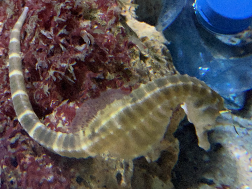 Seahorse at the Aquarium of the Antwerp Zoo