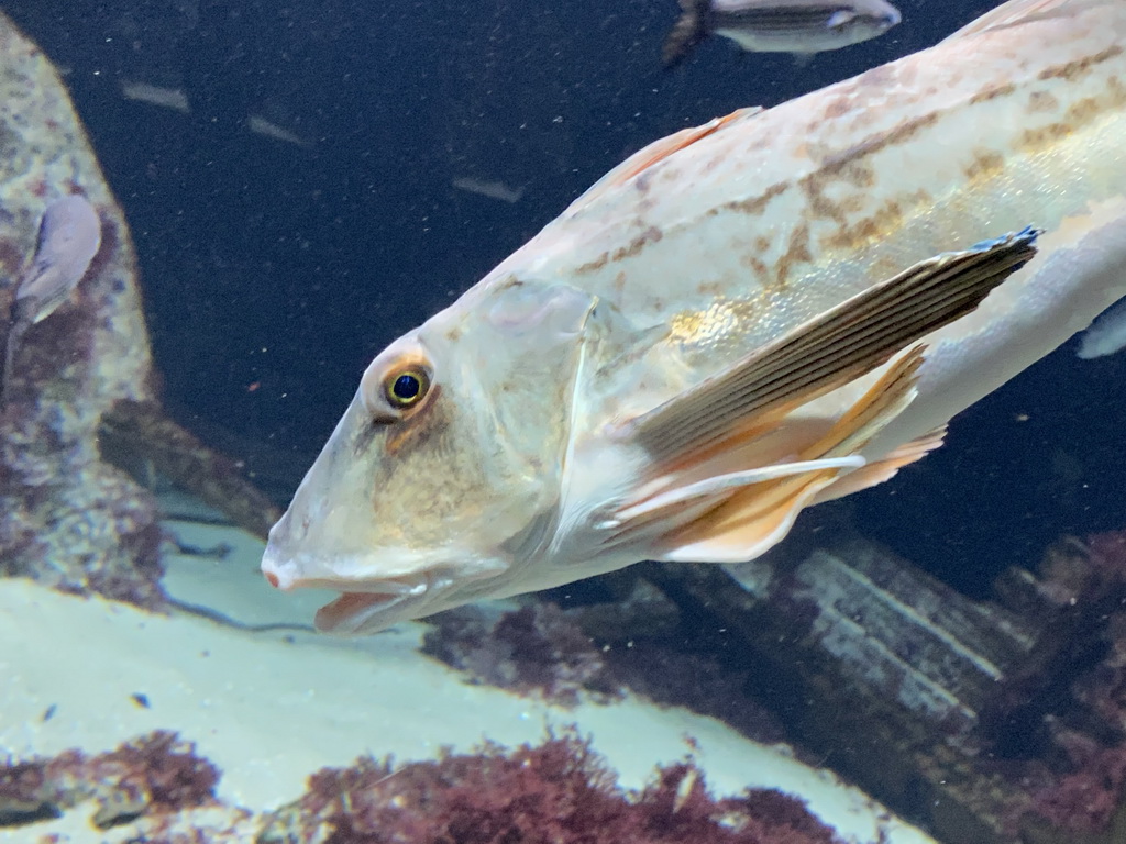 Fishes at the Aquarium of the Antwerp Zoo