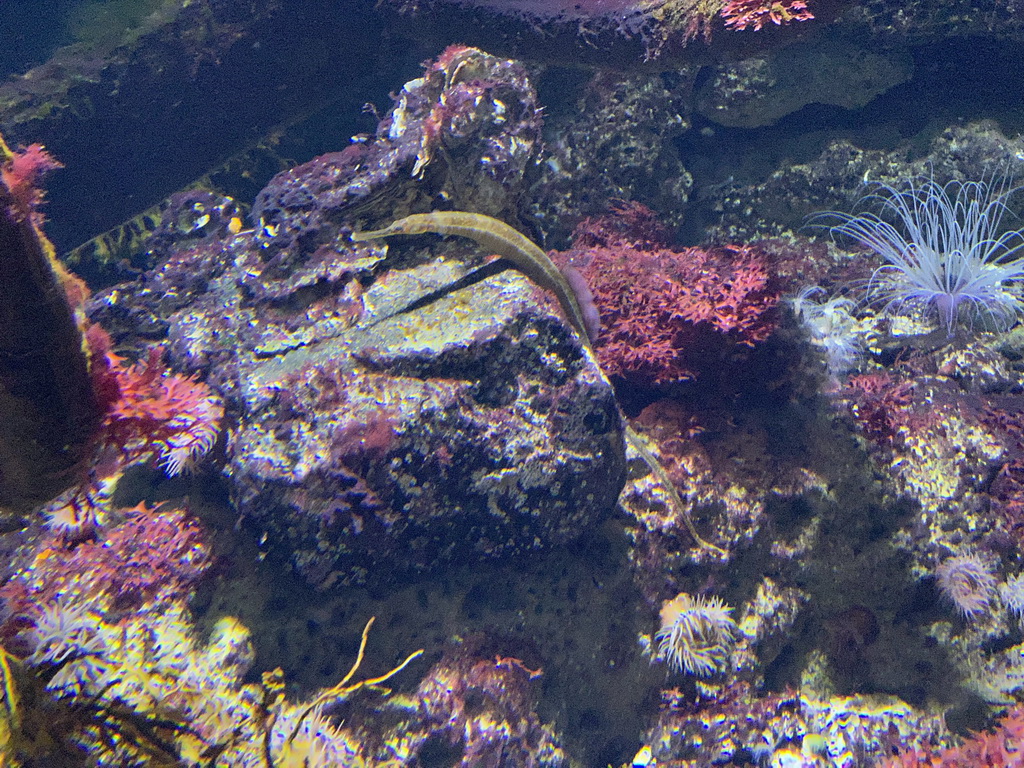 Razorfish at the Aquarium of the Antwerp Zoo