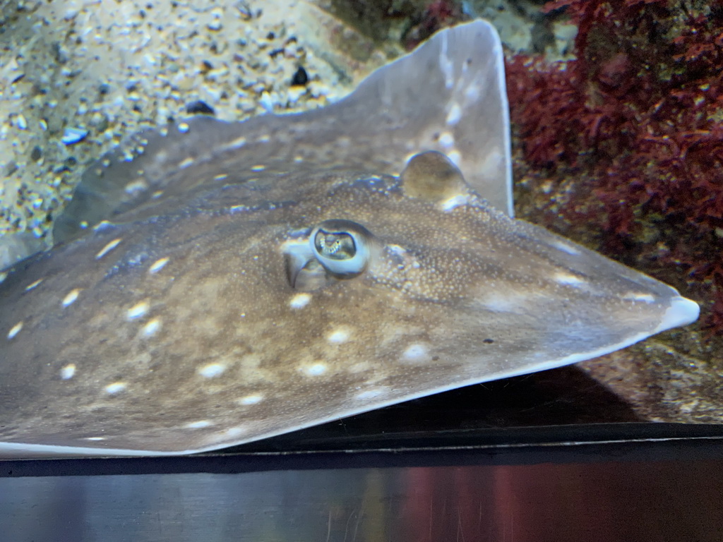 Stingray at the Aquarium of the Antwerp Zoo