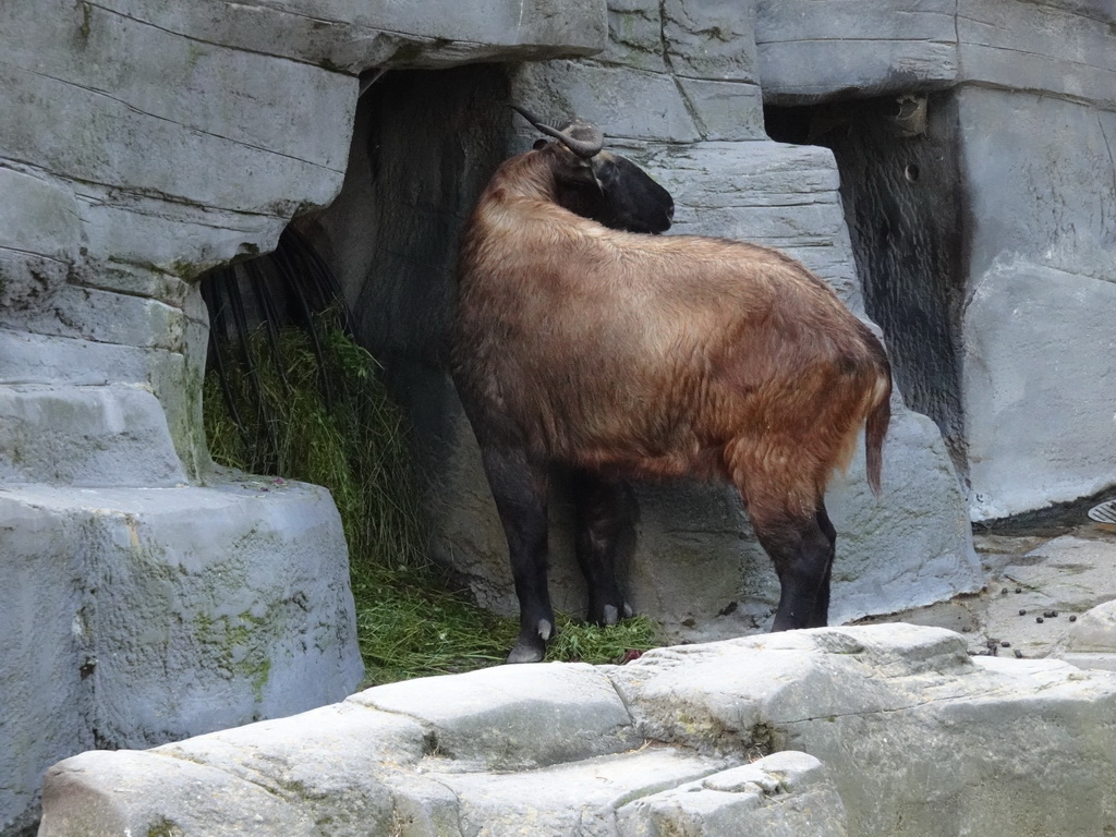 Mishmi Takin at the Antwerp Zoo