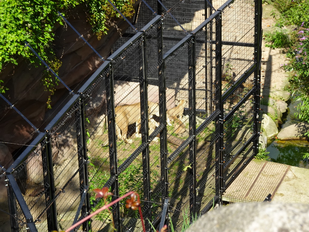 Mother and Baby Lions at the Antwerp Zoo, viewed from the upper walkway