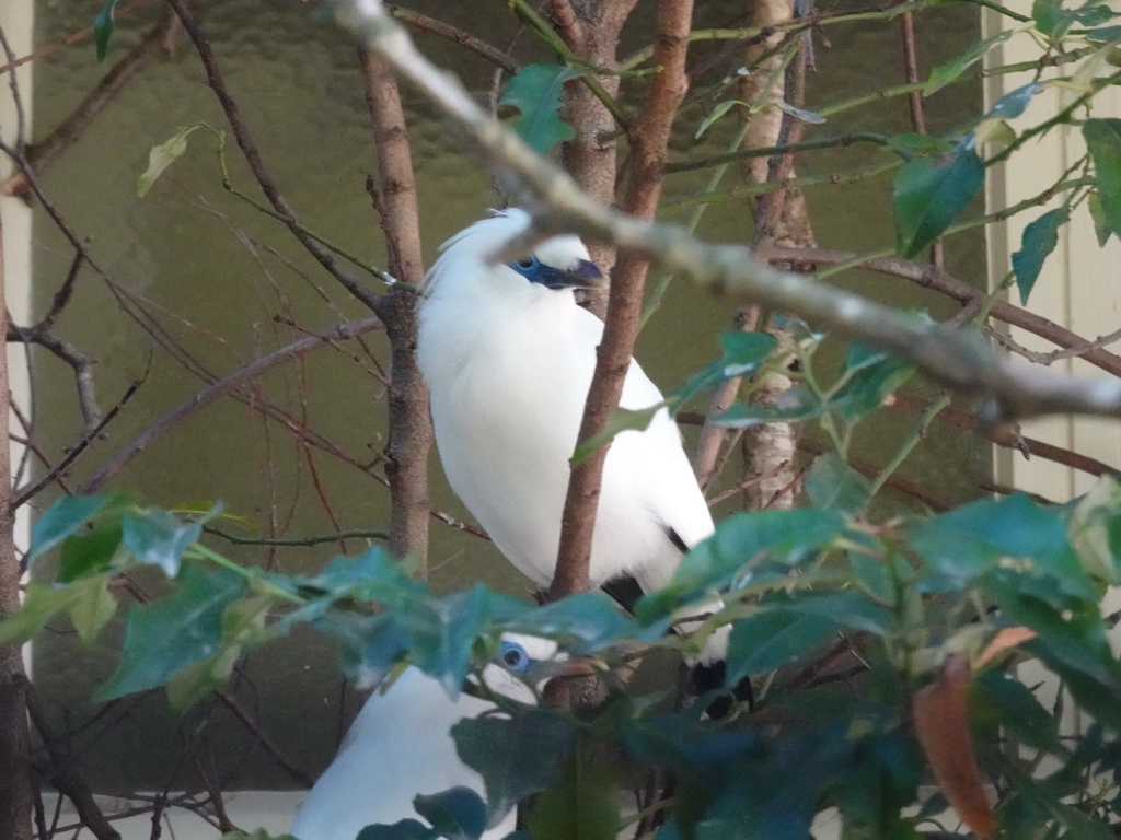 Bali Myna at the Antwerp Zoo