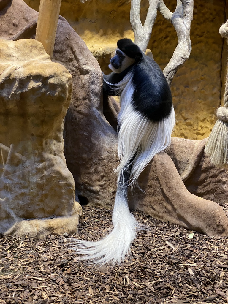 Black-and-white Colobus at the Monkey Building at the Antwerp Zoo