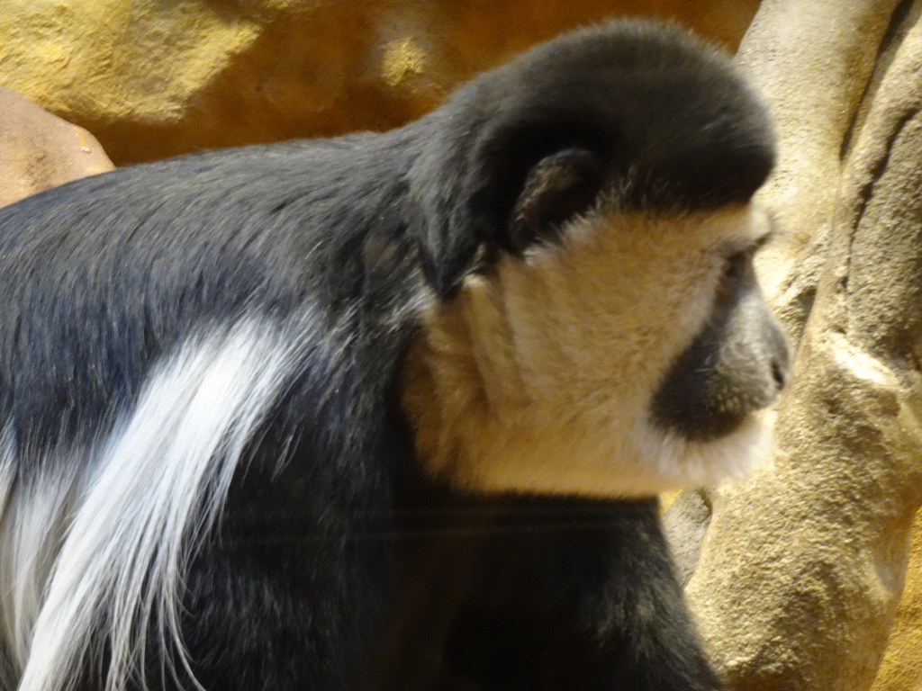 Black-and-white Colobus at the Monkey Building at the Antwerp Zoo