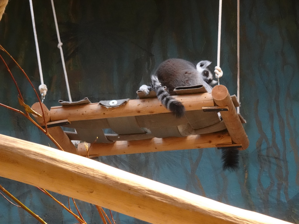 Ring-tailed Lemurs at the Monkey Building at the Antwerp Zoo