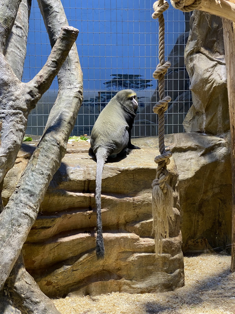 Owl-faced Monkey at the Monkey Building at the Antwerp Zoo