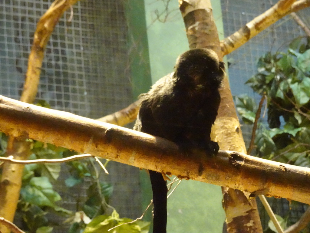 Young Owl-faced Monkey at the Monkey Building at the Antwerp Zoo