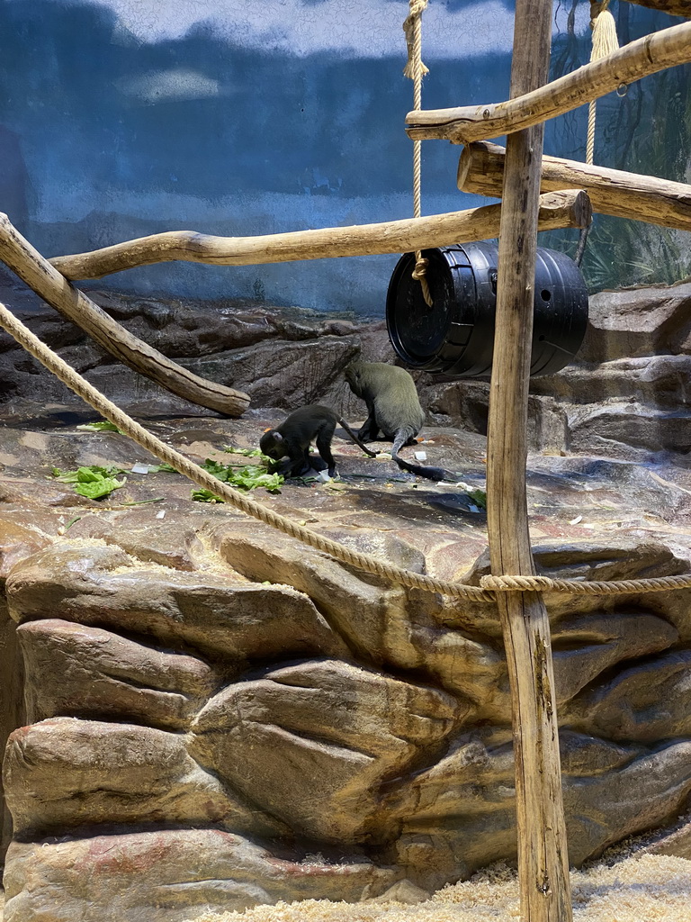 Owl-faced Monkeys at the Monkey Building at the Antwerp Zoo