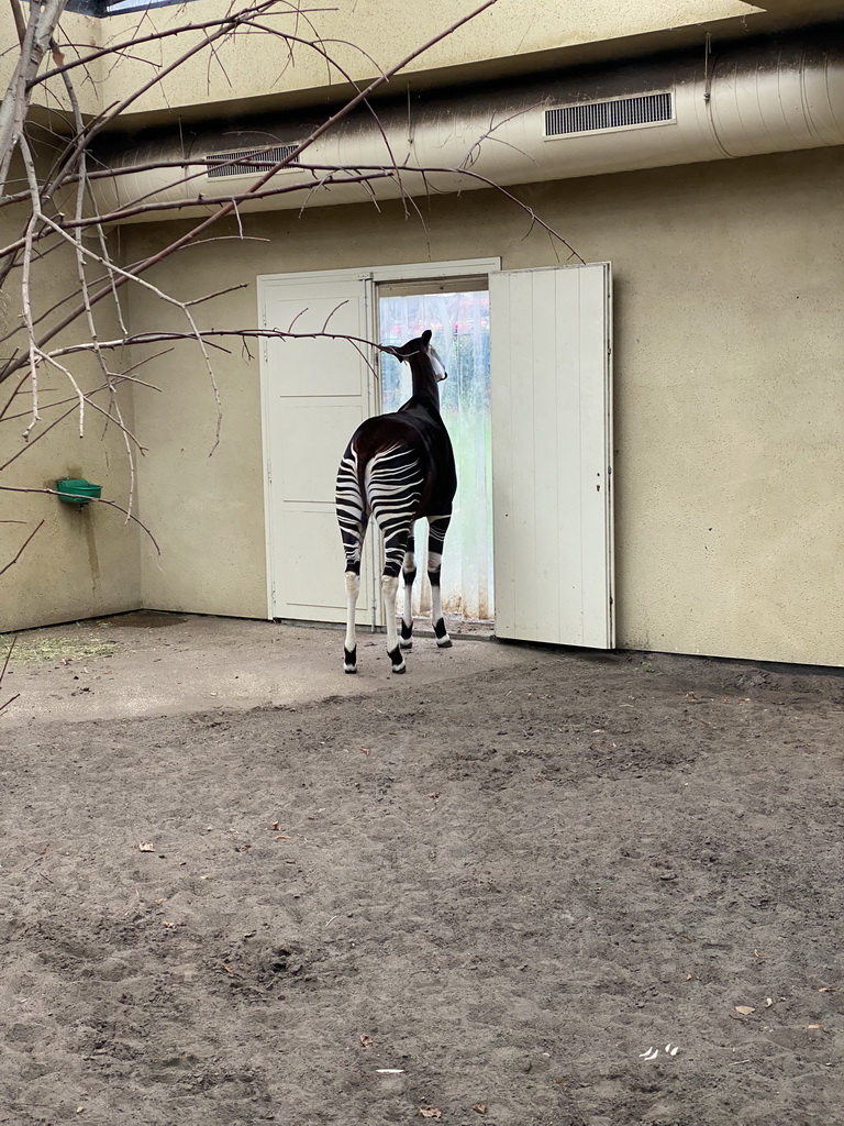 Okapi at the Antwerp Zoo