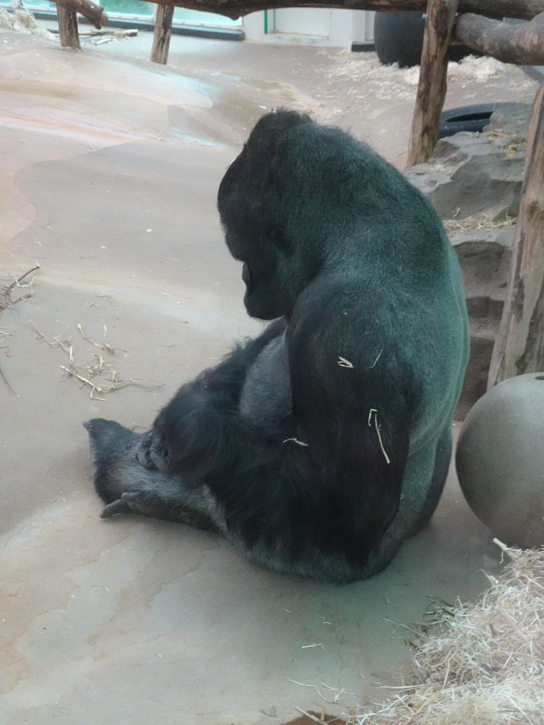 Gorilla at the Primate Building at the Antwerp Zoo