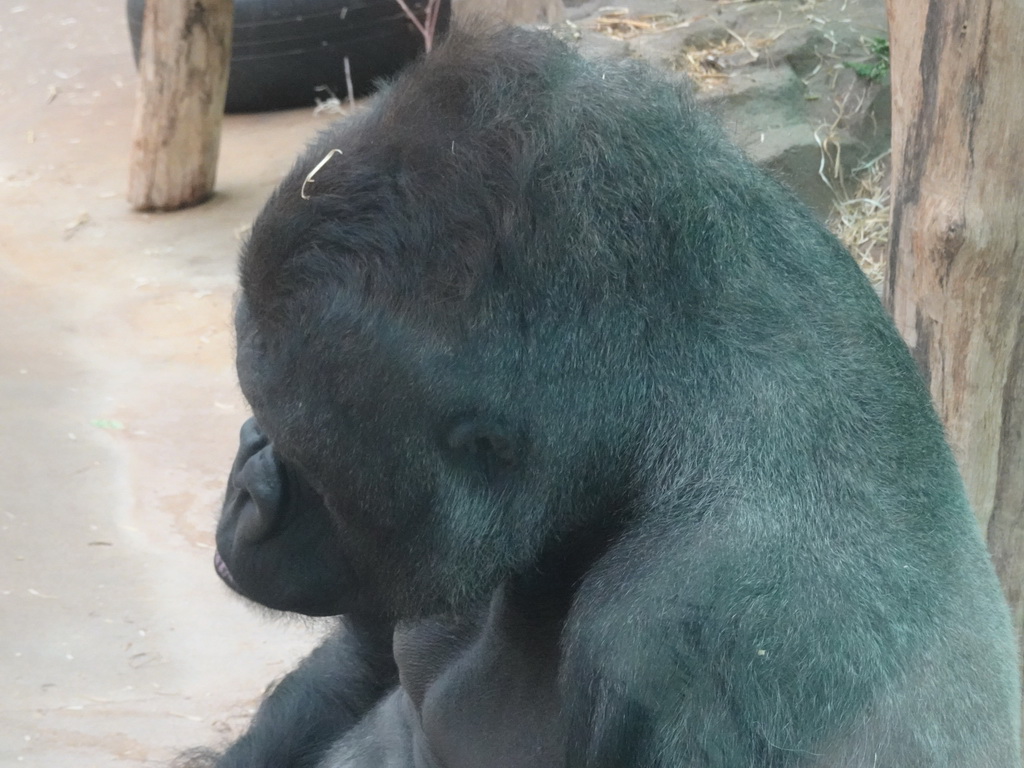 Gorilla at the Primate Building at the Antwerp Zoo