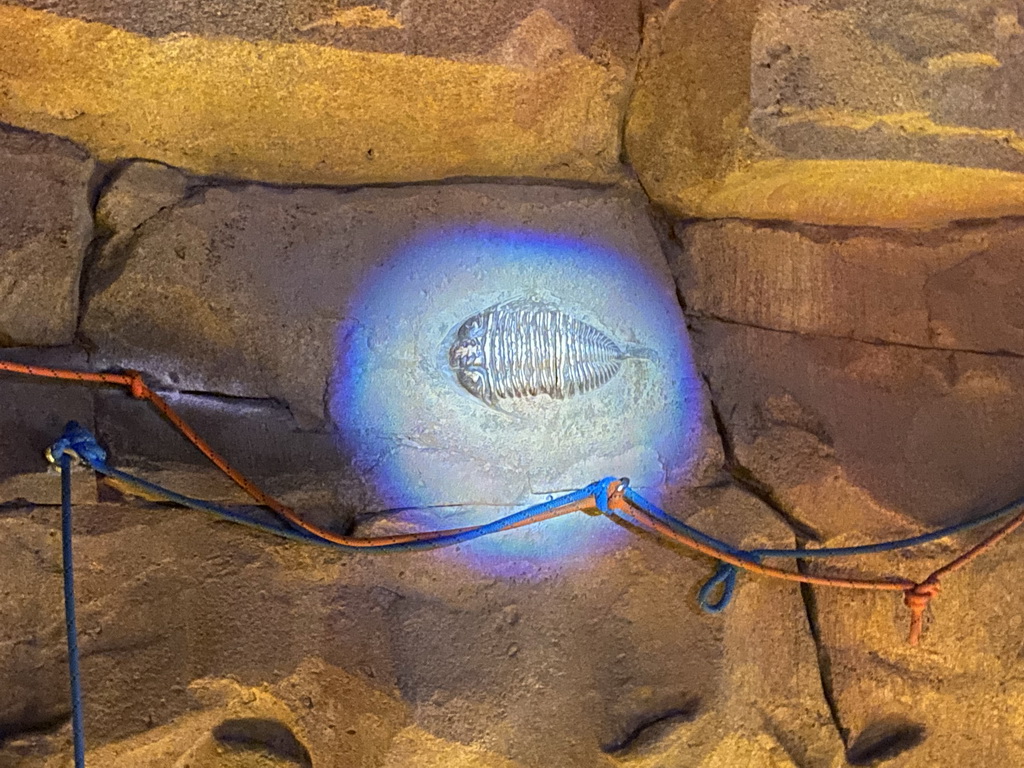 Fossil at the Kitum Cave at Antwerp Zoo