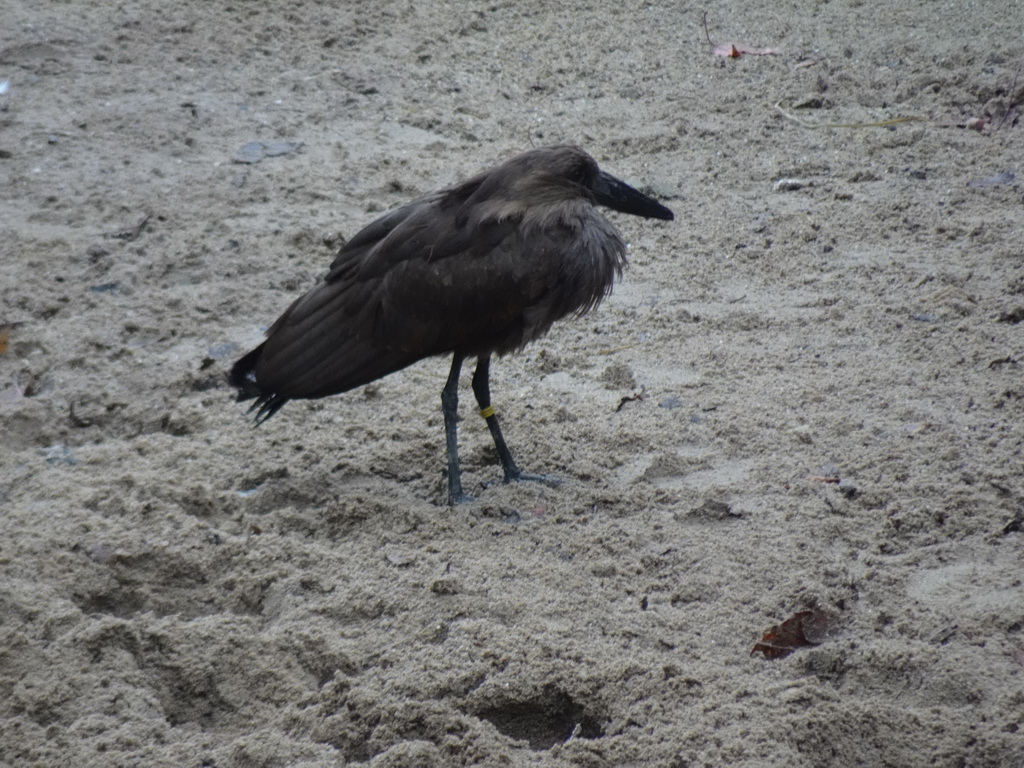 Hamerkop at the Savannah at the Antwerp Zoo