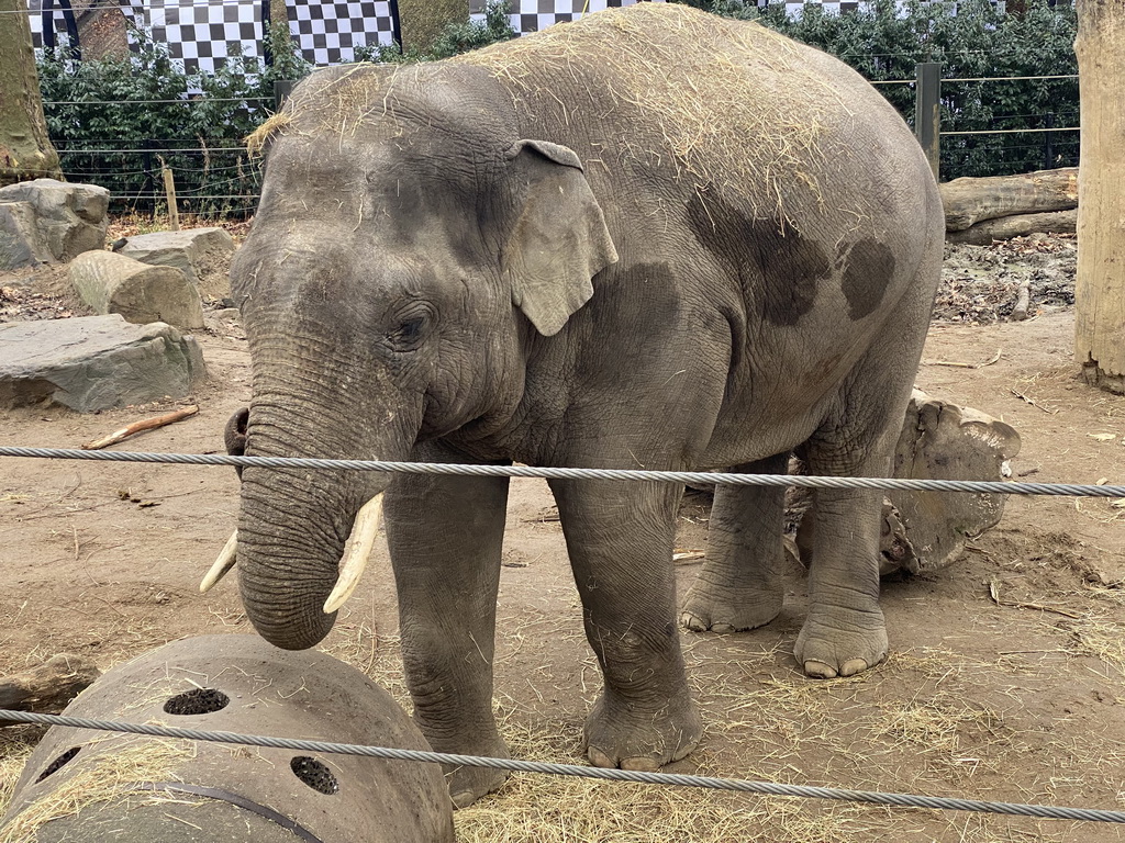 Asian Elephant at the Antwerp Zoo