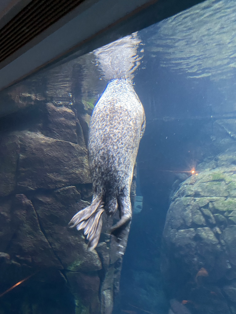 Harbor Seal under water at the Vriesland building at the Antwerp Zoo