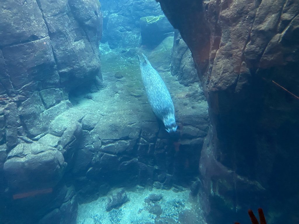 Harbor Seal under water at the Vriesland building at the Antwerp Zoo