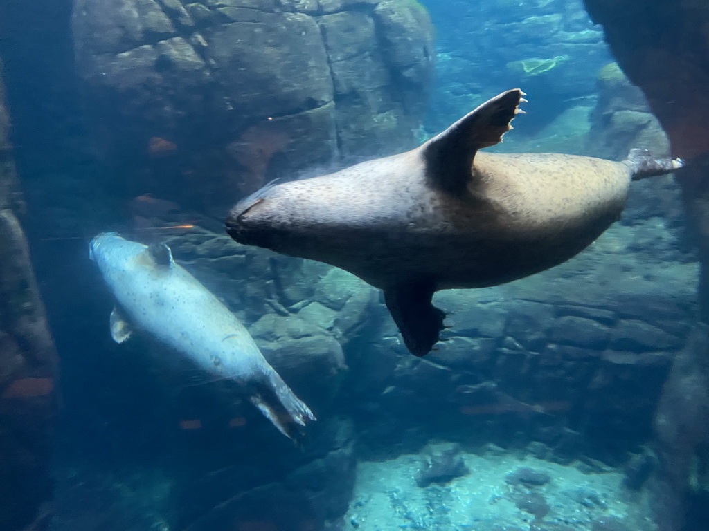 Harbor Seals under water at the Vriesland building at the Antwerp Zoo