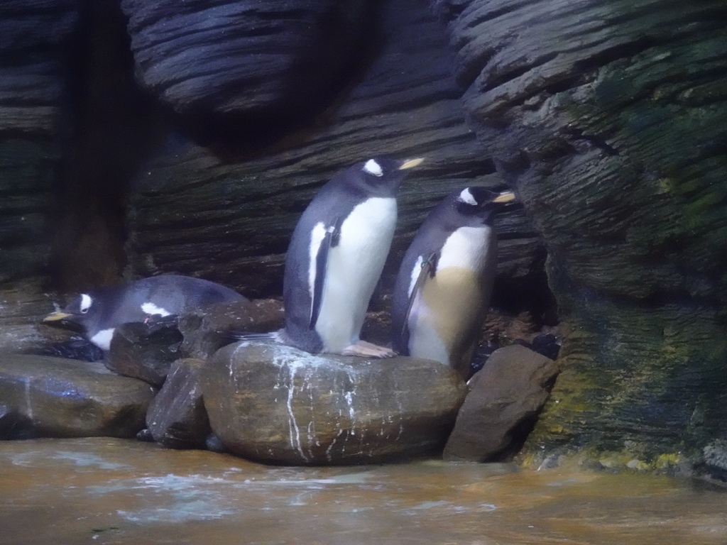 Gentoo Penguins at the Vriesland building at the Antwerp Zoo