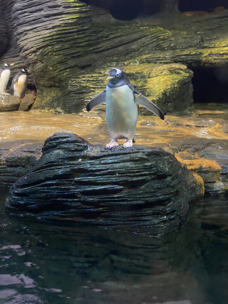 Gentoo Penguins at the Vriesland building at the Antwerp Zoo