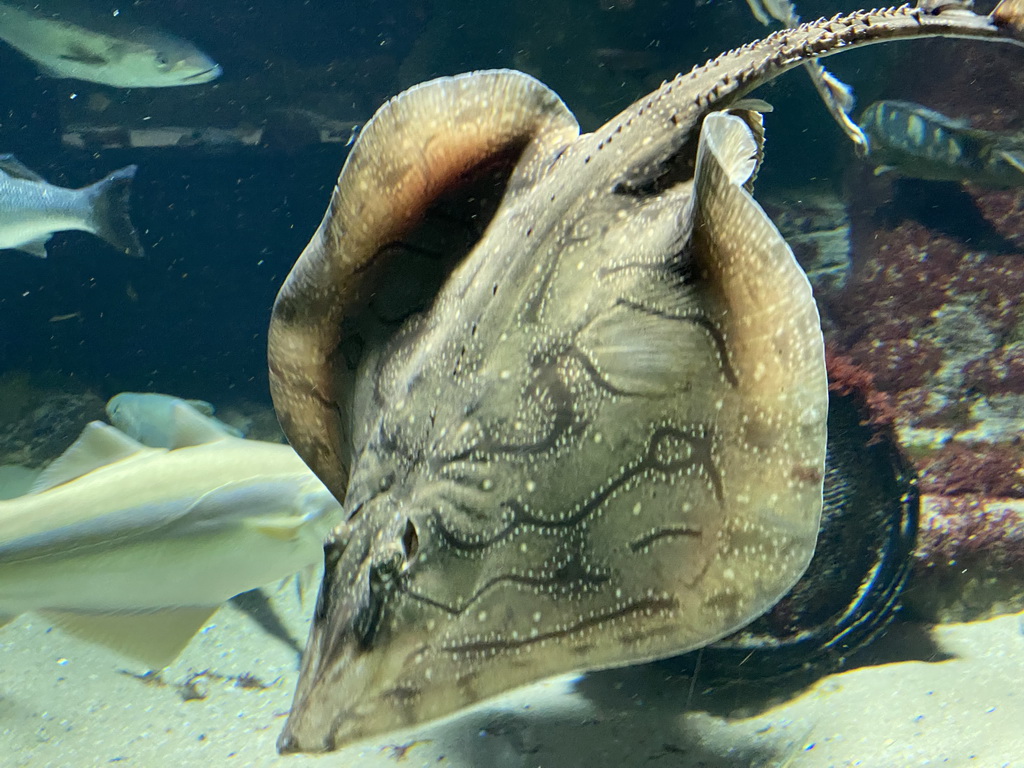 Stingray and other fishes at the Aquarium of the Antwerp Zoo