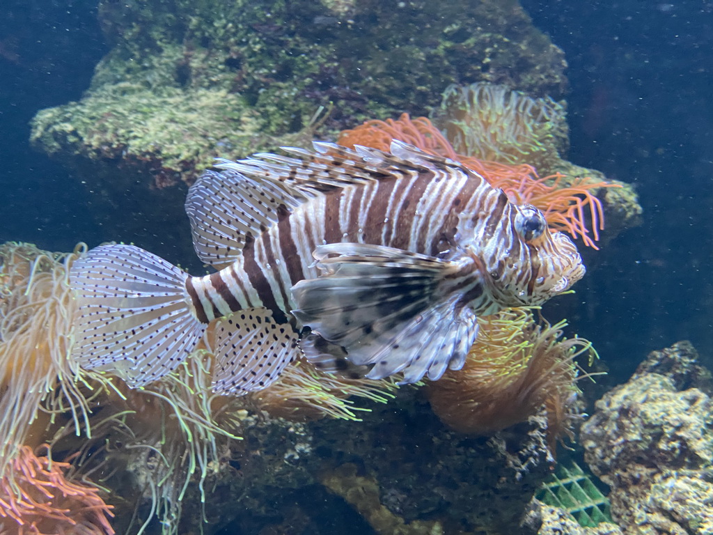 Lionfish at the Aquarium of the Antwerp Zoo