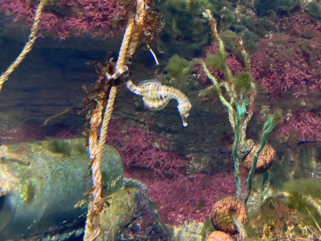 Seahorse at the Aquarium of the Antwerp Zoo