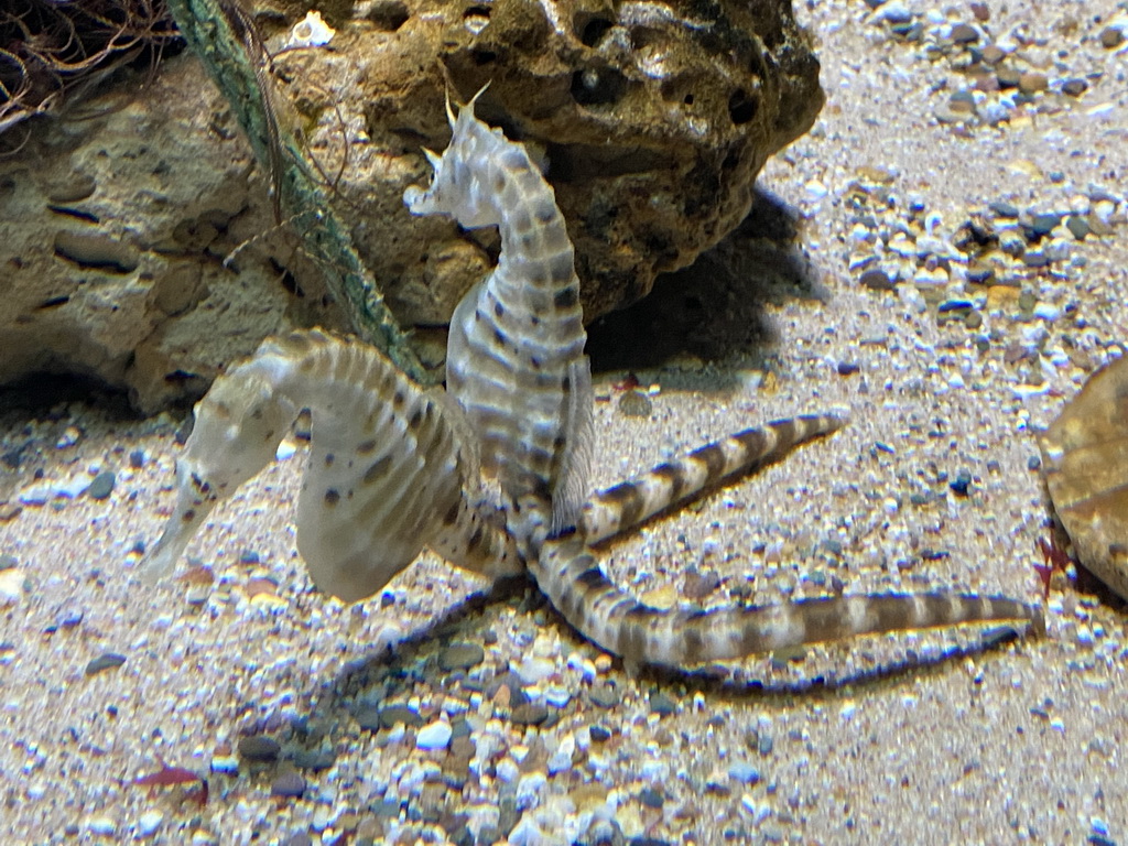 Seahorses at the Aquarium of the Antwerp Zoo