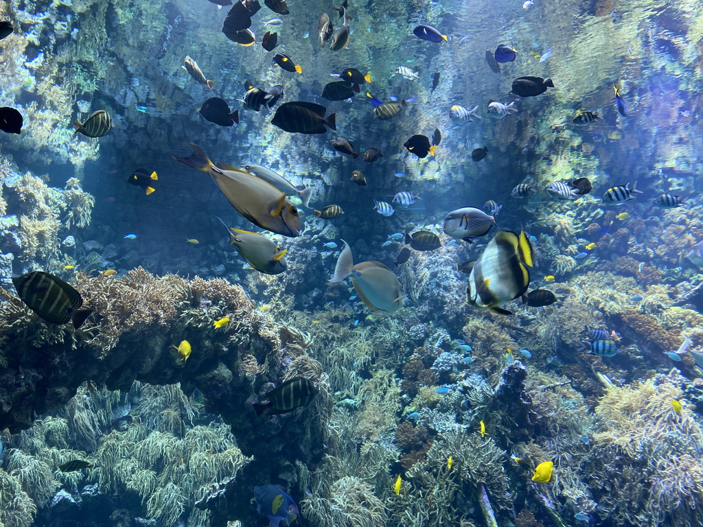 Fishes and coral at the Reef Aquarium at the Aquarium of the Antwerp Zoo