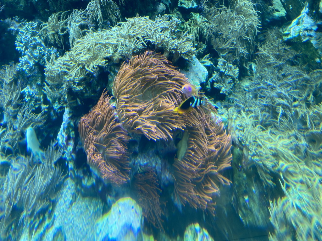 Fishes and coral at the Reef Aquarium at the Aquarium of the Antwerp Zoo