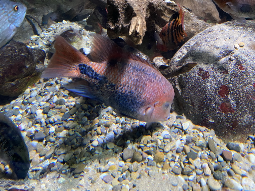 Fishes at the Aquarium of the Antwerp Zoo