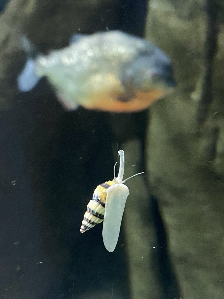 Snail and fish at the Aquarium of the Antwerp Zoo