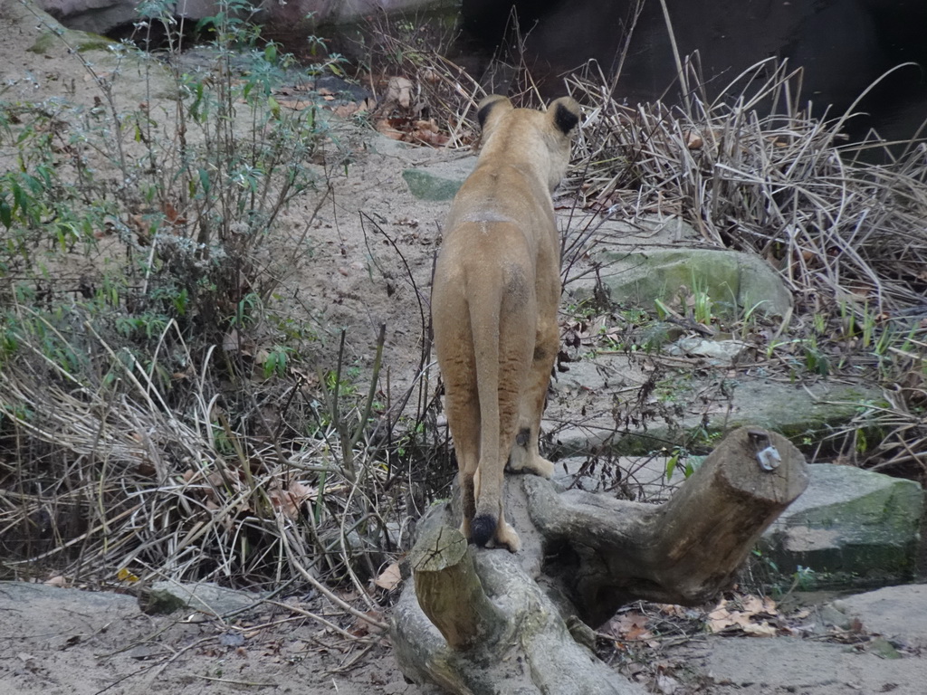 Lion at the Antwerp Zoo