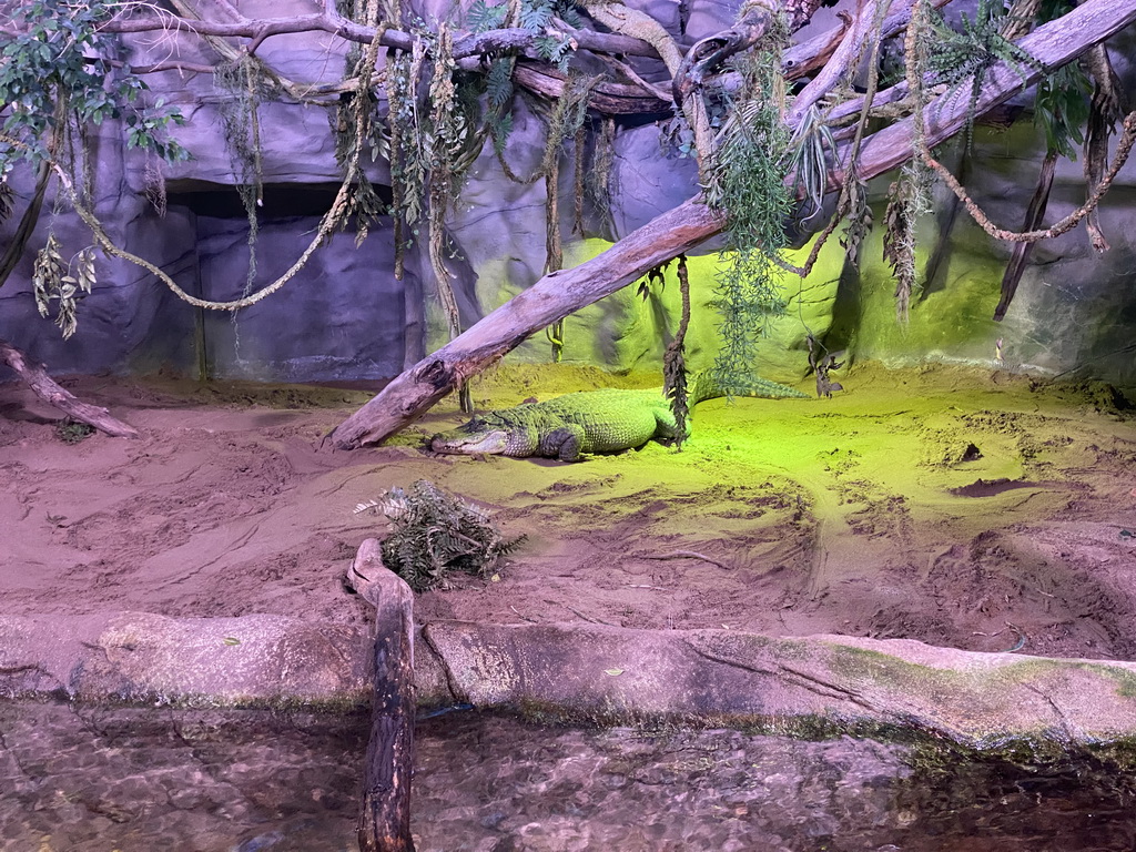 Spectacled Caiman at the Reptile House at the Antwerp Zoo