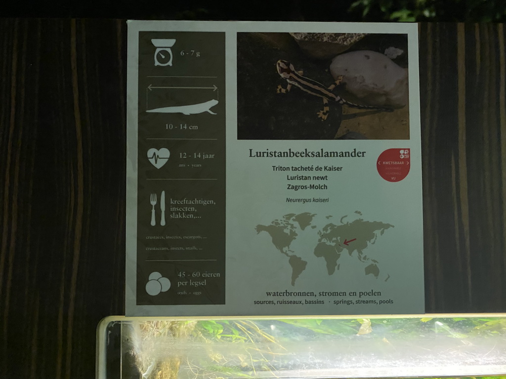 Explanation on the Luristan Newt at the Reptile House at the Antwerp Zoo