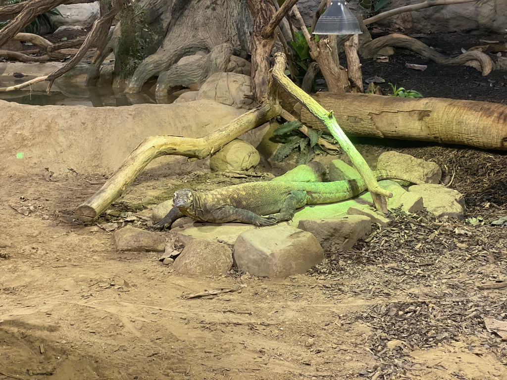 Komodo Dragon at the Reptile House at the Antwerp Zoo