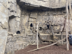 Black-headed Spider Monkeys at the Antwerp Zoo