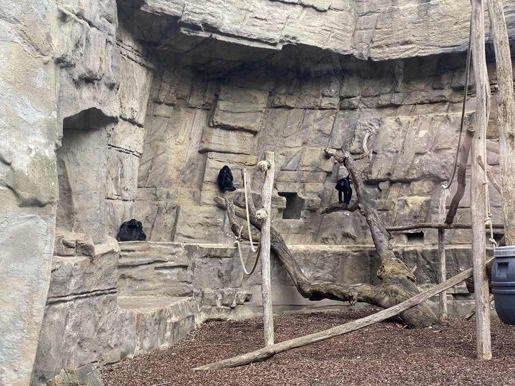 Black-headed Spider Monkeys at the Antwerp Zoo