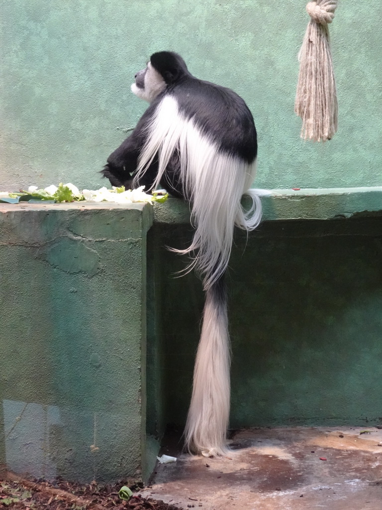 Black-and-white Colobus at the Monkey Building at the Antwerp Zoo