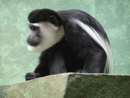 Black-and-white Colobus at the Monkey Building at the Antwerp Zoo