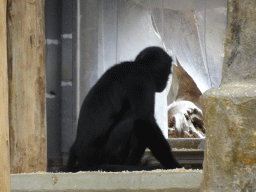 Black-headed Spider Monkey at the Monkey Building at the Antwerp Zoo