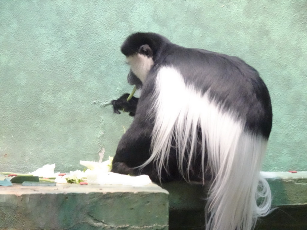 Black-and-white Colobus at the Monkey Building at the Antwerp Zoo