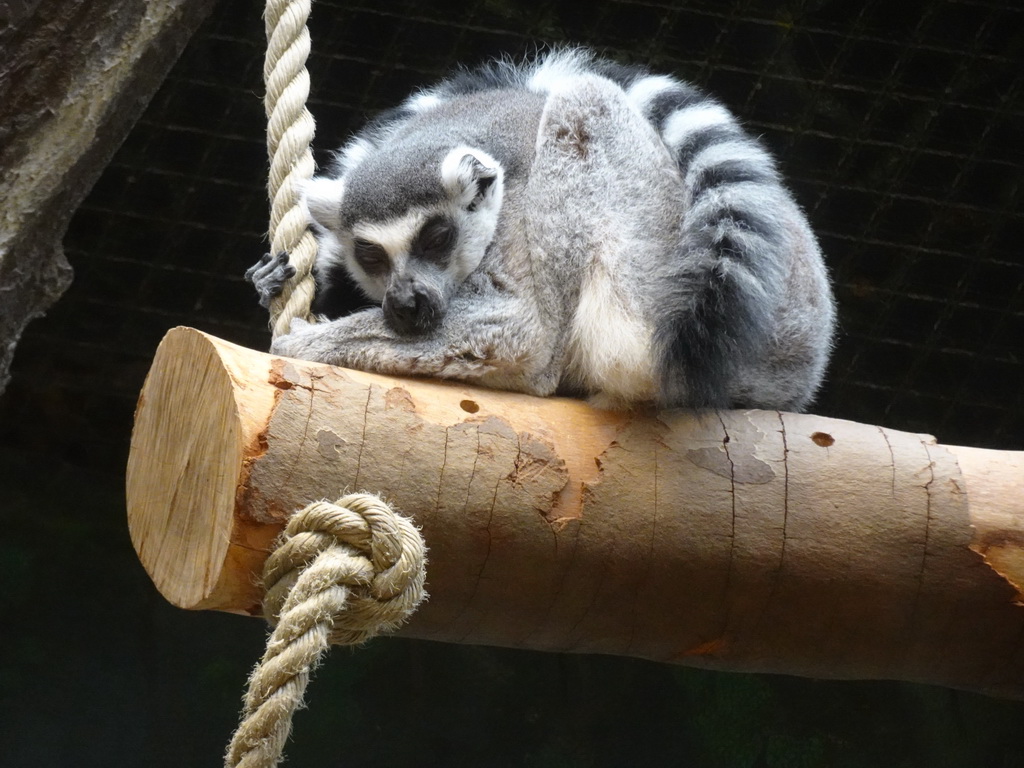 Ring-tailed Lemur at the Monkey Building at the Antwerp Zoo