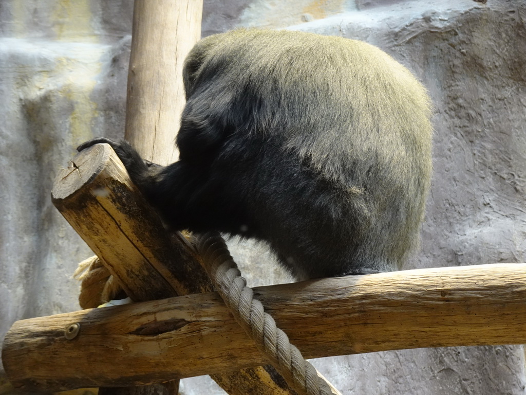 Owl-faced Monkey at the Monkey Building at the Antwerp Zoo