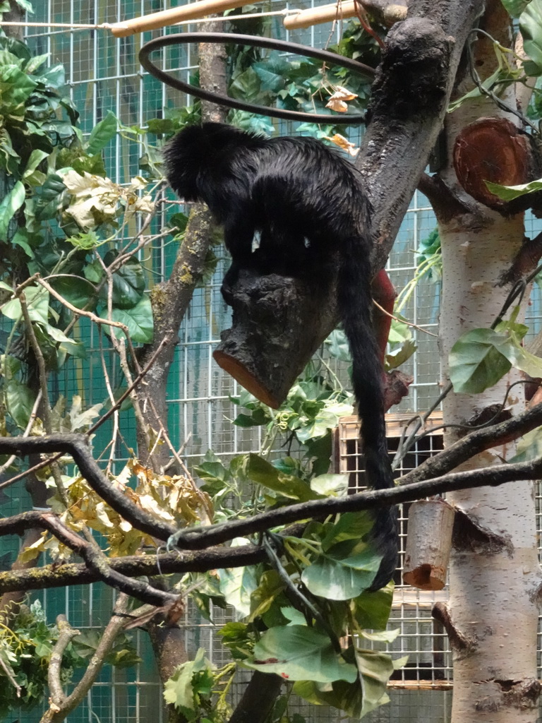 Goeldi`s Monkey at the Monkey Building at the Antwerp Zoo