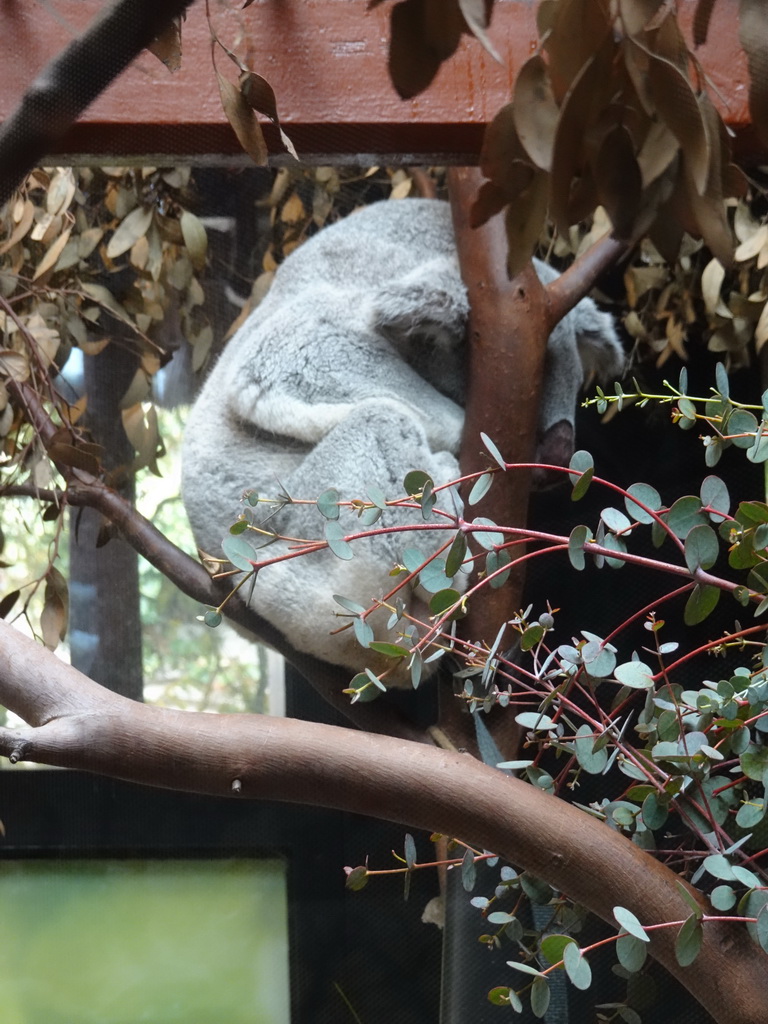 Queensland Koala at the Antwerp Zoo