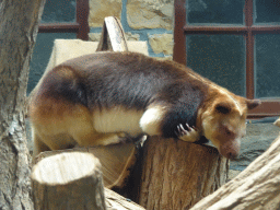 Goodfellow`s Tree-Kangaroo at the Antwerp Zoo